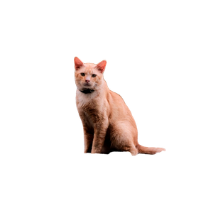 Stock Photo Of Fujifilm, Fujifilm Camera, Mood 14983 - Cat PNG image with transparent background